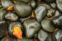 Autumn Stones