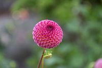 Dahlia Amber Kristall