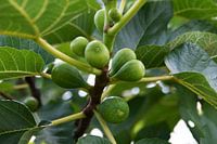 Figs in a fig tree