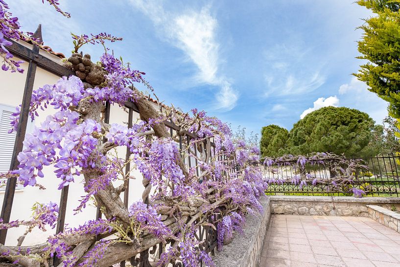 Blooming blue Wisteria sinensis on fence in Kefalonia Greece by Ben Schonewille