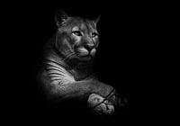 A proud beautiful predatory cat sits in the darkness. cat in the night forest, black background. Pum