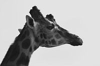 Portrait d'une girafe vue de côté en noir et blanc