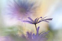 Live in love and light