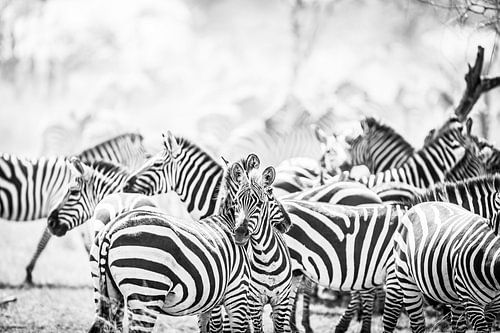 Zebras in Serengeti Tansania von Leon van der Velden