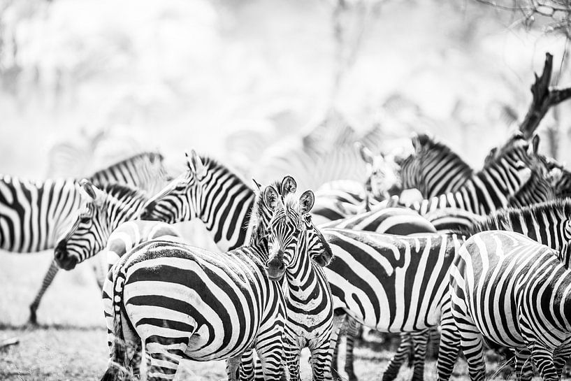 Zebras in Serengeti Tansania von Leon van der Velden