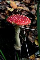 Vliegenzwam gefotografeerd bij een natuurgebieden dichtbij Lochem