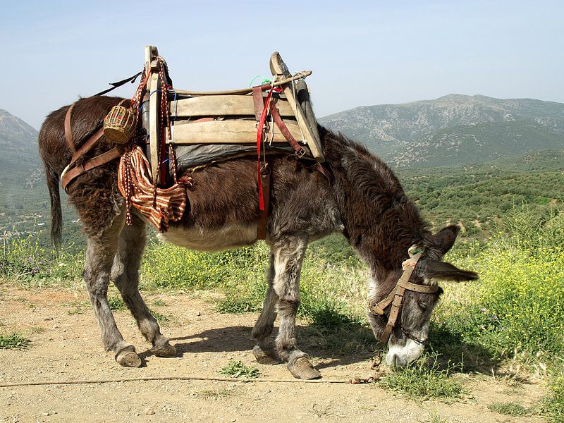 Donkey by Mario de Lijser