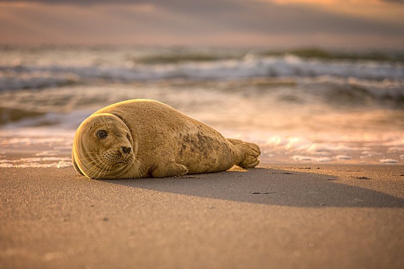 Jeune phoque sur la plage par Leon Okkenburg