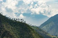 Palm tree valley in Salento