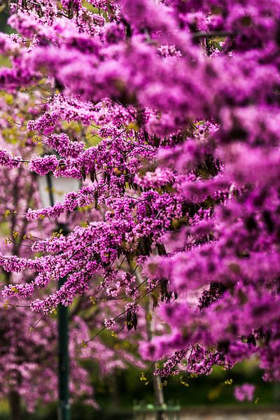 Lila Blumen von MDGshots