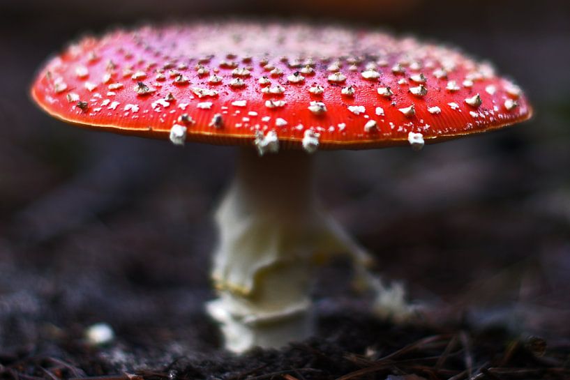 Fliegenpilz von Inge van der Hart Fotografie