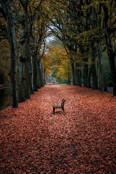 Lonely Bench in Autumnal Silence by Sjoerd Veltman