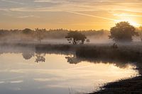 Maasduinen bei Sonnenaufgang
