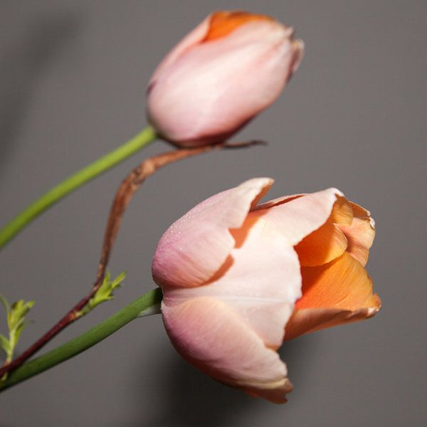 Dutch tulip par Anneke Kroonenberg