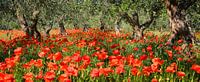 Mohnblumen unter Olivenbäumen im Panorama