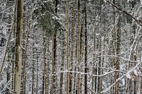 arbres dans la neige