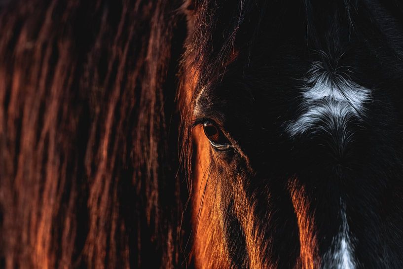 Auge der Seele Intimer Blick eines Pferdes von Femke Ketelaar