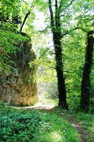 Atmospheric impression filtered sunlight in the forest.