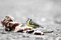 Blue Tit in the snow III