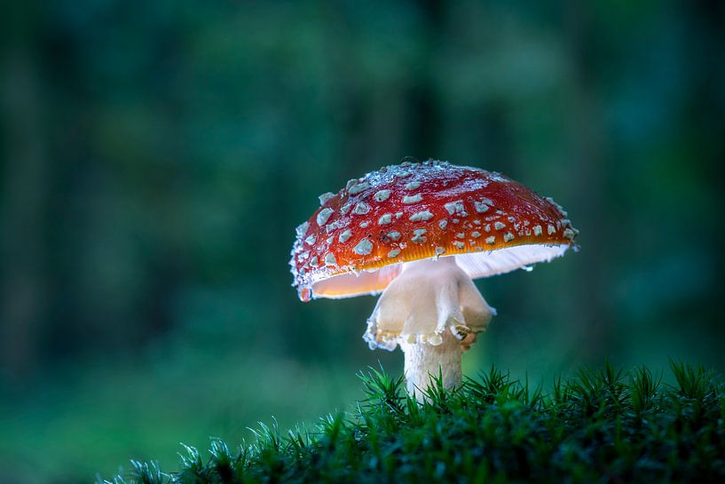 Gélose aux mouches par Erik Veldkamp