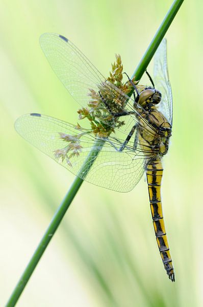 Großer Blaupfeil ( Orthetrum cancellatum ) Großlibelle, Libelle ruht an einer Binse, wildlife, Europ von wunderbare Erde