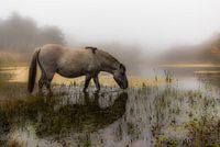 Konik's horse in the fog