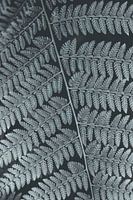 Retro-Bootsfahrten in Graustufen. Schwarz-Weiß-Naturfotografie.