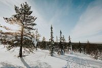 Trees in snowy Lapland