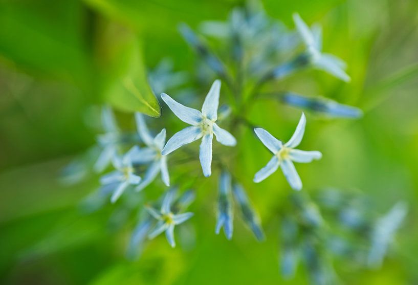 Blausternchen 0416 von Iris Holzer Richardson