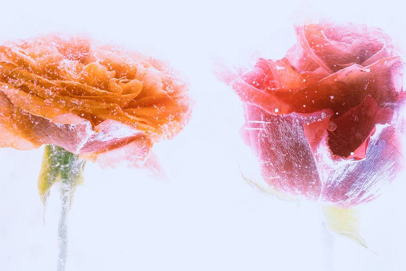 Roses en glace 2 par Marc Heiligenstein