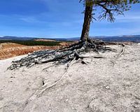 Hartnäckige Bäume: Ein Wacholder im Bryce Canyon Utah