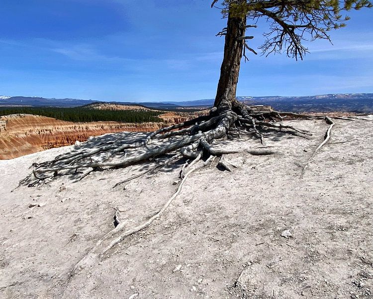 Hartnäckige Bäume: Ein Wacholder im Bryce Canyon Utah von Tammy Winand Arts