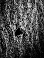 Snail noir