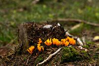 Coral mushroom-2