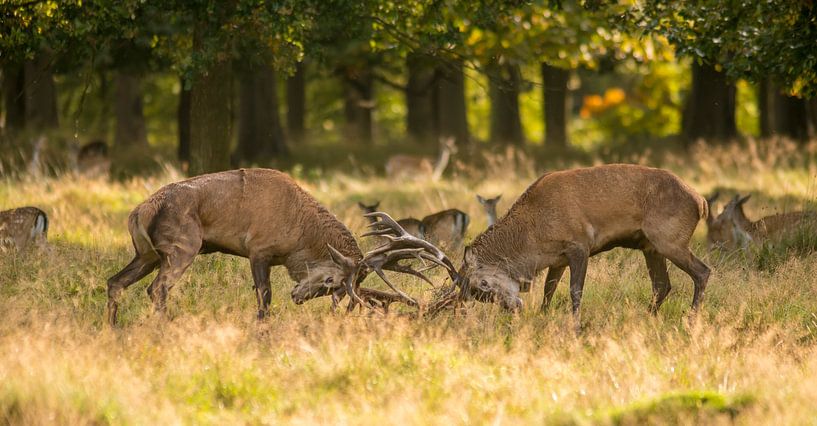 Cerf rouge par Harry Punter