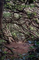 Walk through the Forest