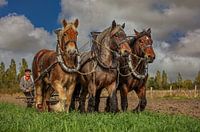Chevaux de trait zélandais