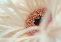 Spider Gerbera