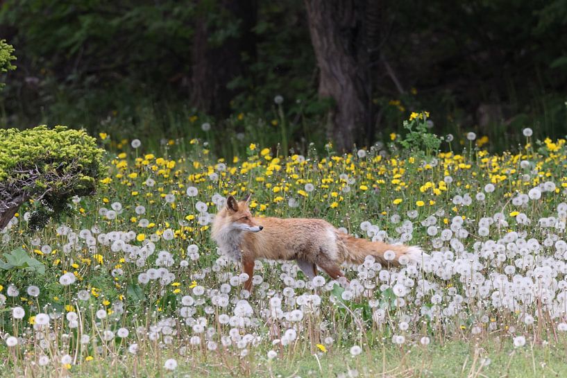 Renard roux Ezo ou Vulpes vulpes Hokkaido, Japon par Frank Fichtmüller