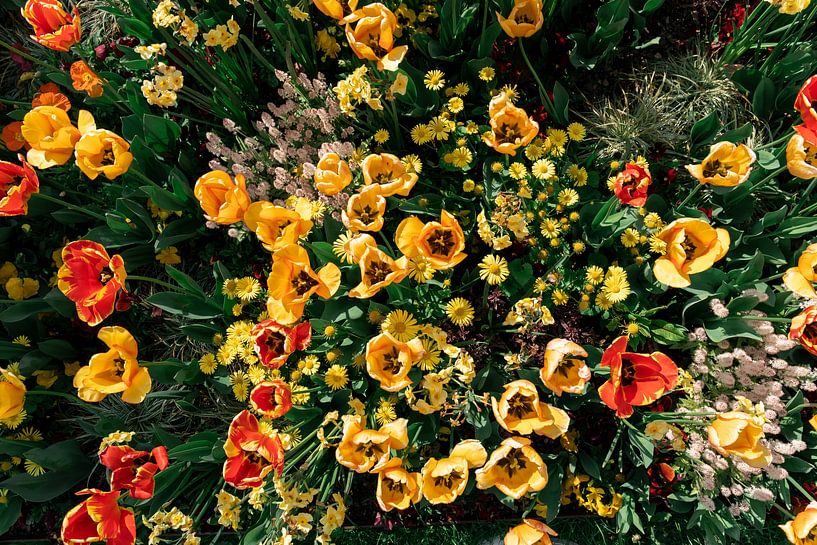 Sea of flowers III by Zoom_Out Photography