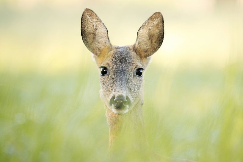 Reh von Lars Korzelius