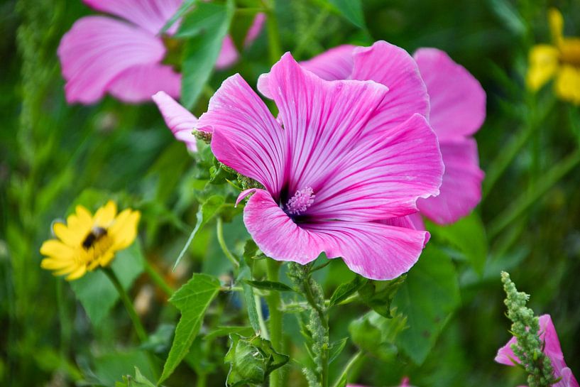 Cheesewood by Fendo Pater