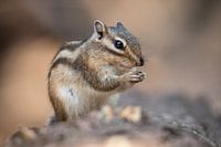 Sibirisches Erdhörnchen