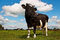Koeien poster zwartbont in de wei