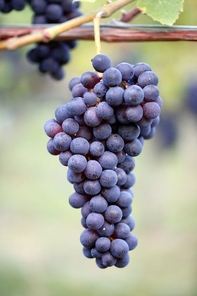 Raisins rouges sur un cep de vigne par Rüdiger Rebmann
