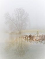 Misty morning on the river bank.