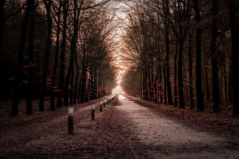 Mastbos 4 von Nuance Beeld