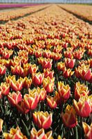 Photo en pied d'une rangée de tulipes orange/rouge dans un champ