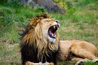 Yawning lion