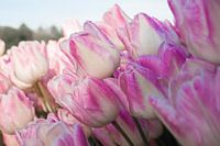 tulips from the polder